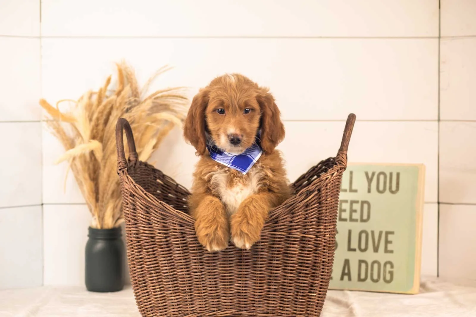 Marley goldendoodle for sale(1).jpg