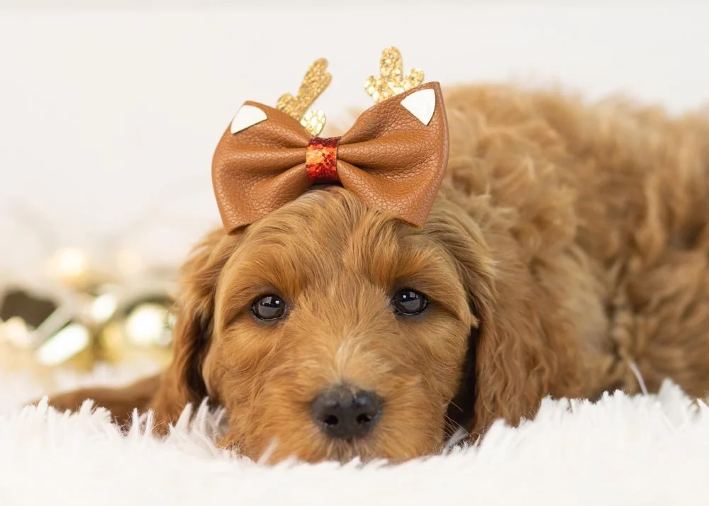 Jazz goldendoodle for sale(2).jpg