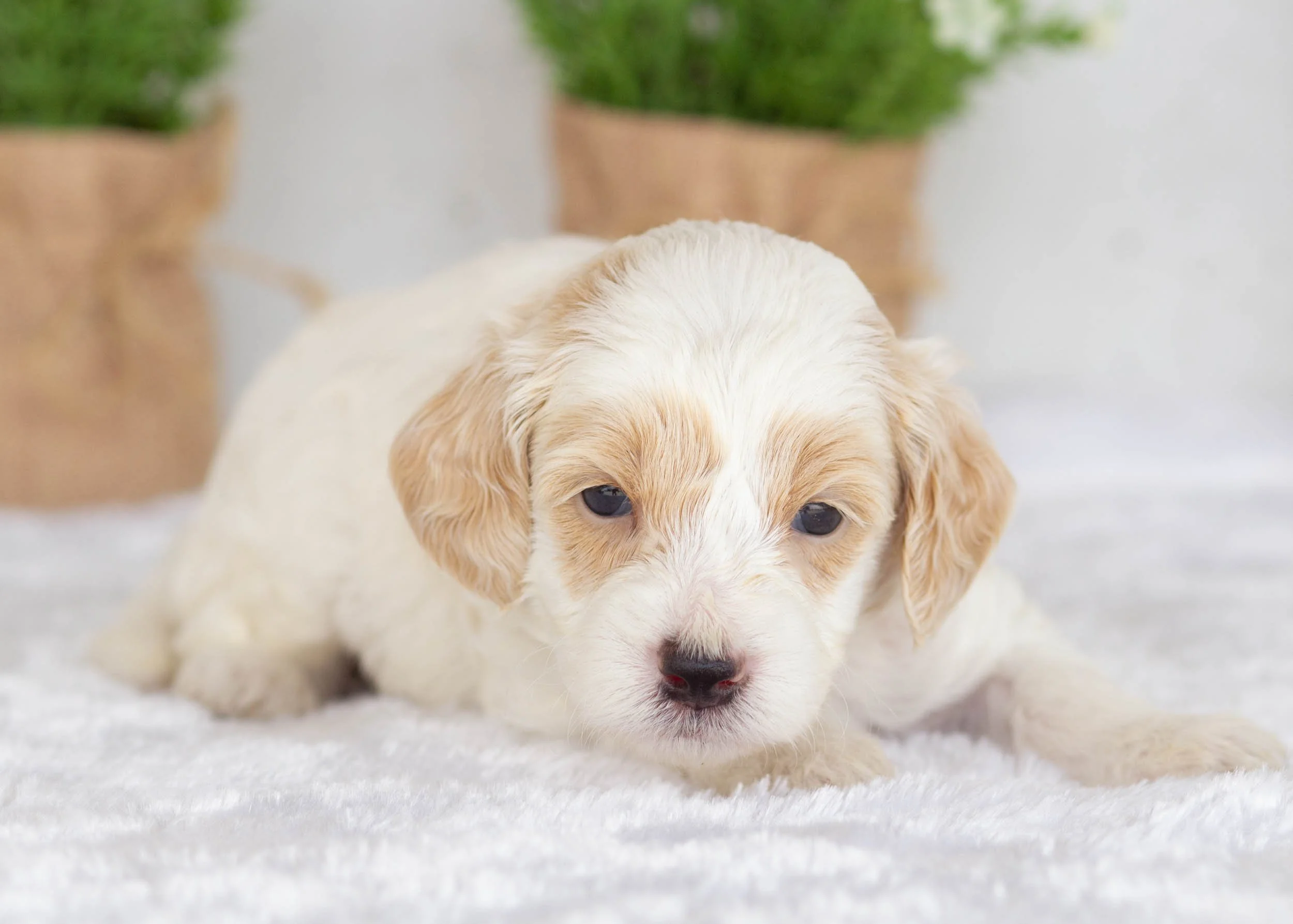 Hugo Goldendoodle For Sale(2).jpg