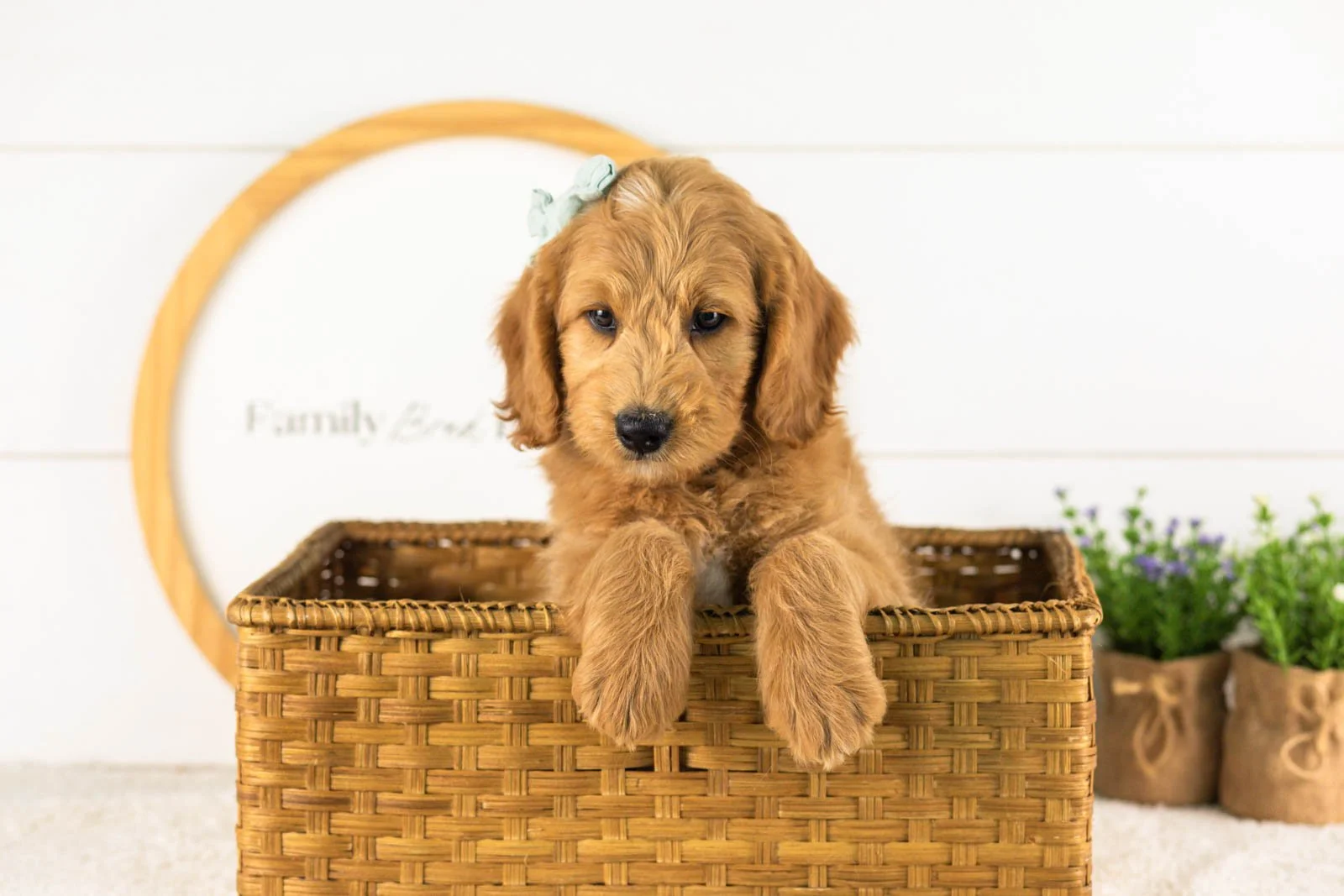 Cha Cha goldendoodle for sale(2).jpg