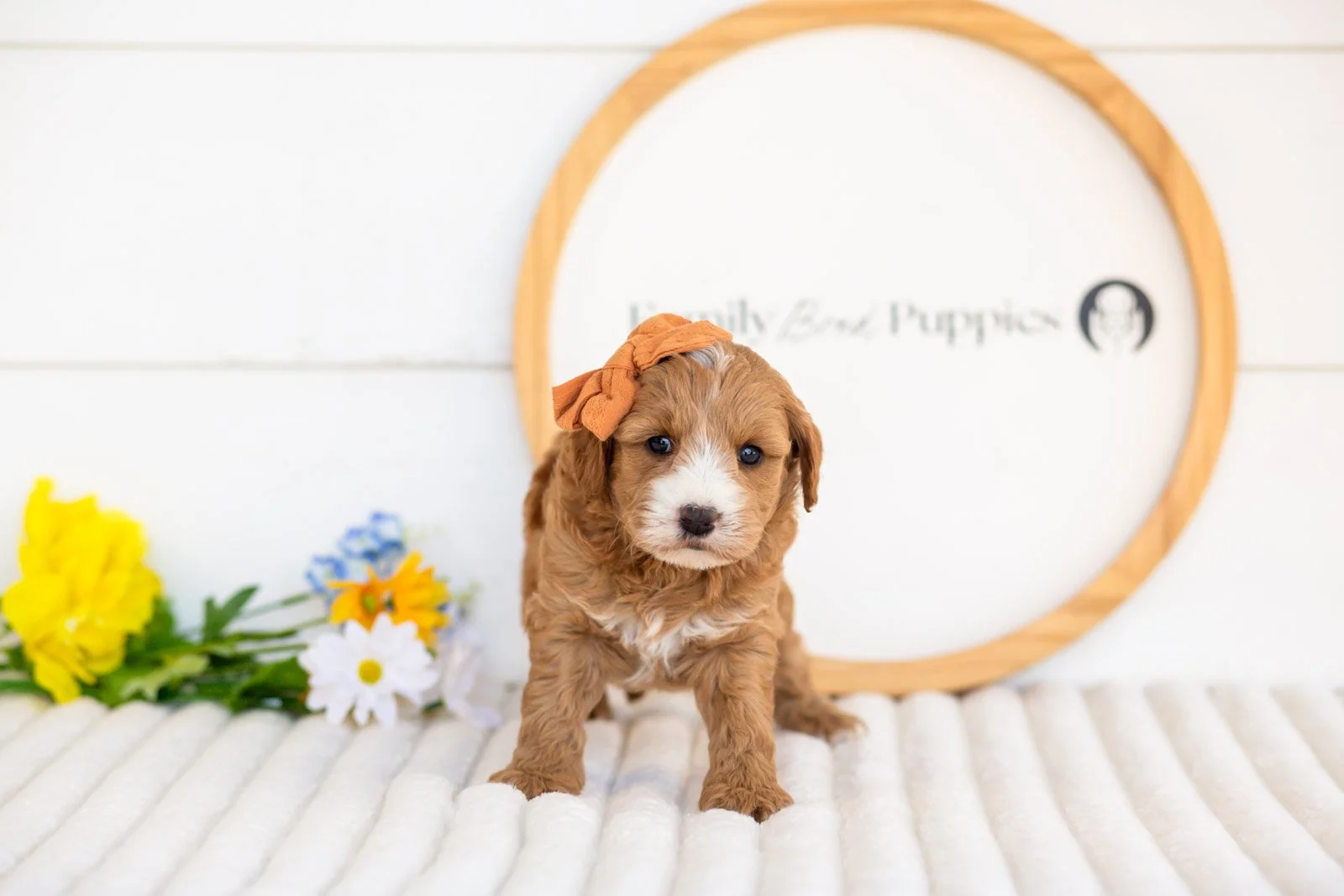 mary goldendoodle for sale(1).jpg
