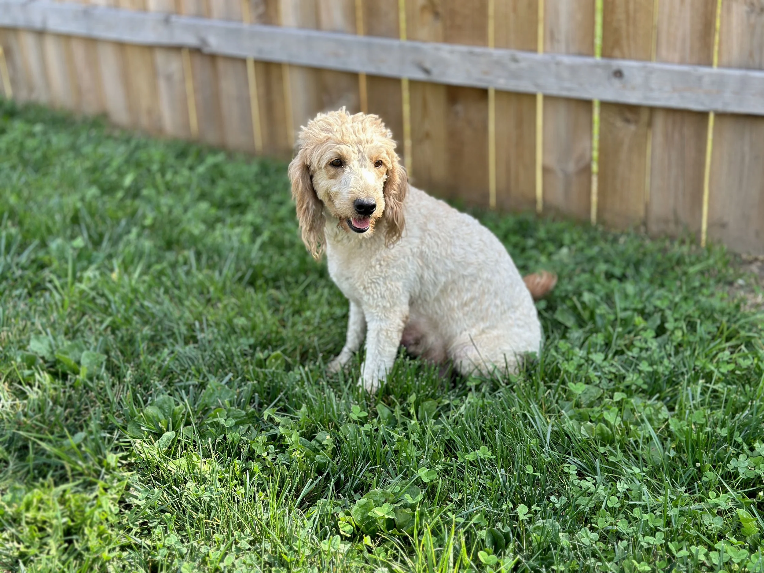 mom goldendoodle