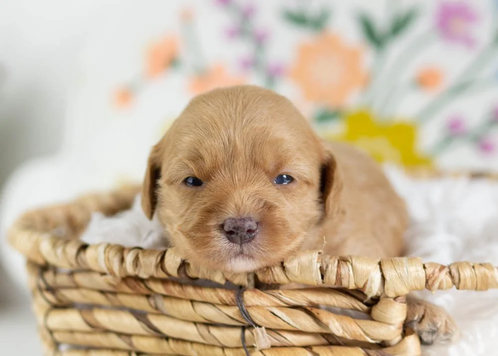 honeybun goldendoodle for sale(1).jpg