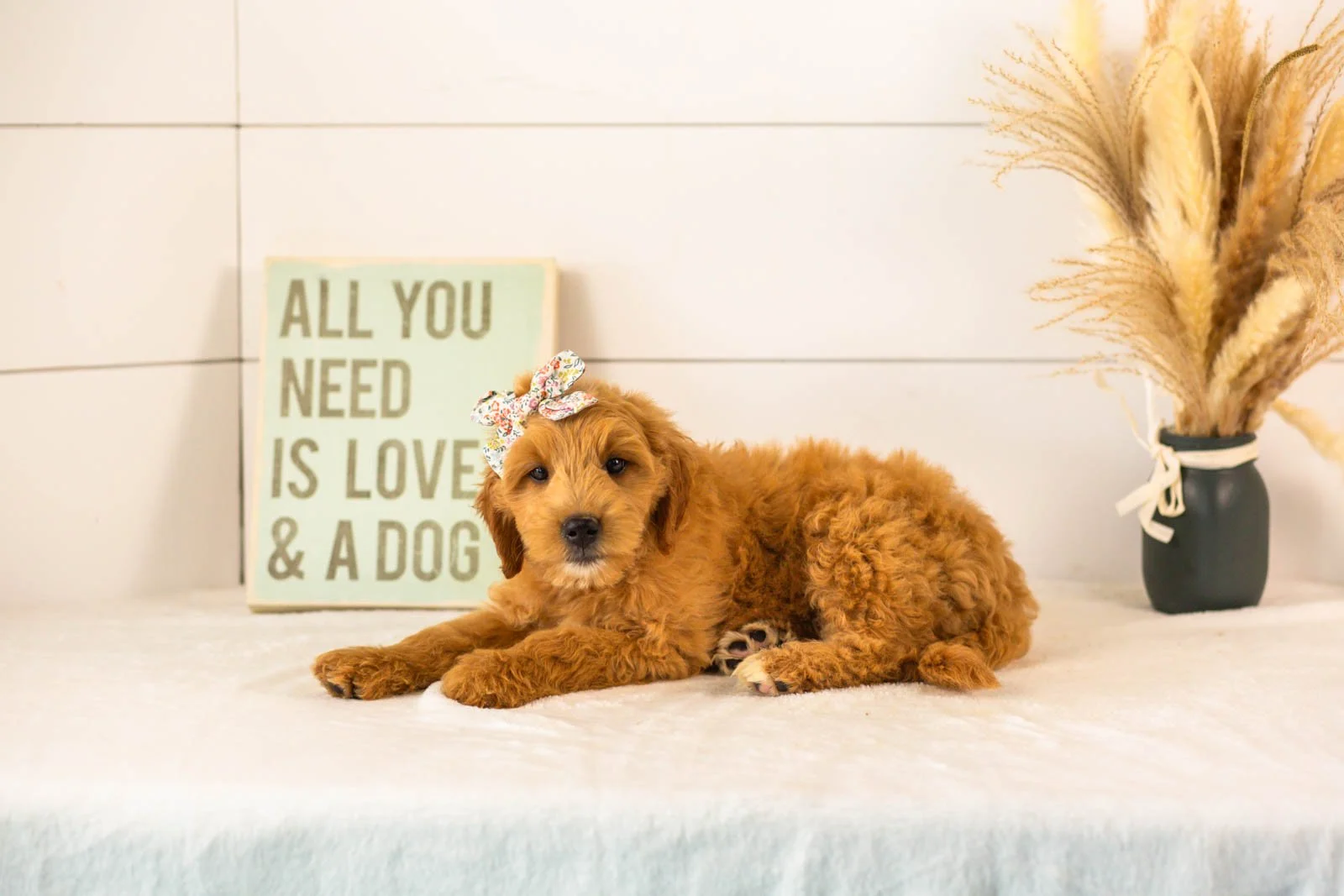 Willow goldendoodle for sale(2).jpg