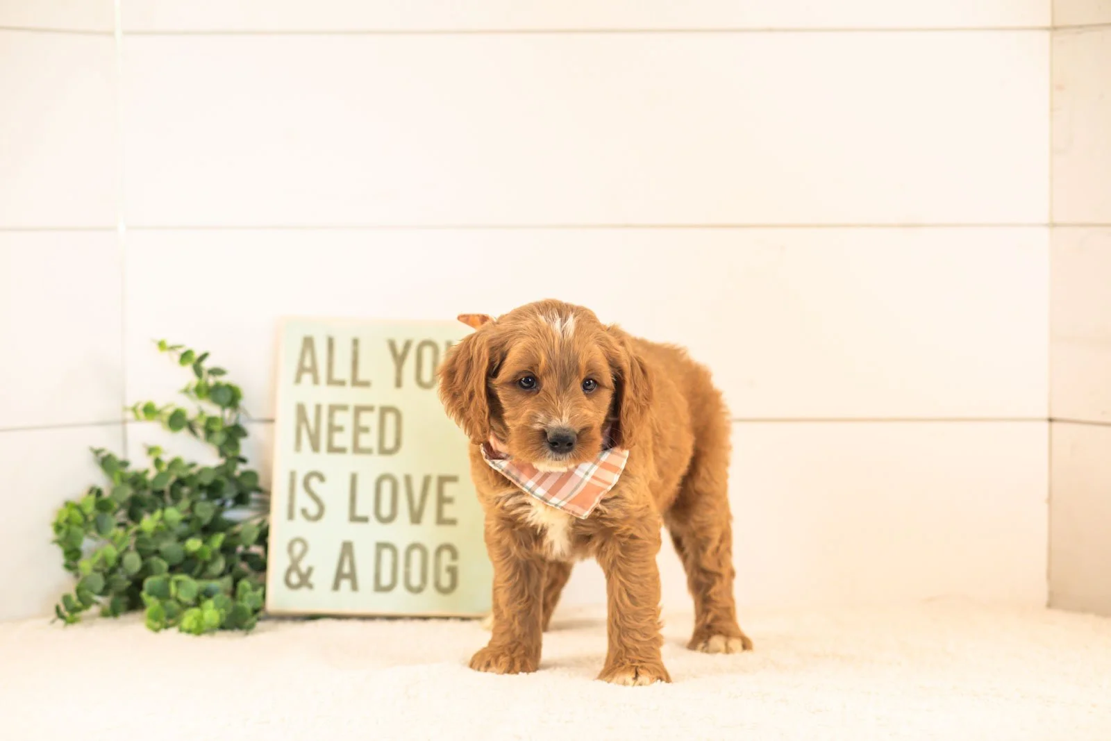 Otis goldendoodle for sale(2).jpg
