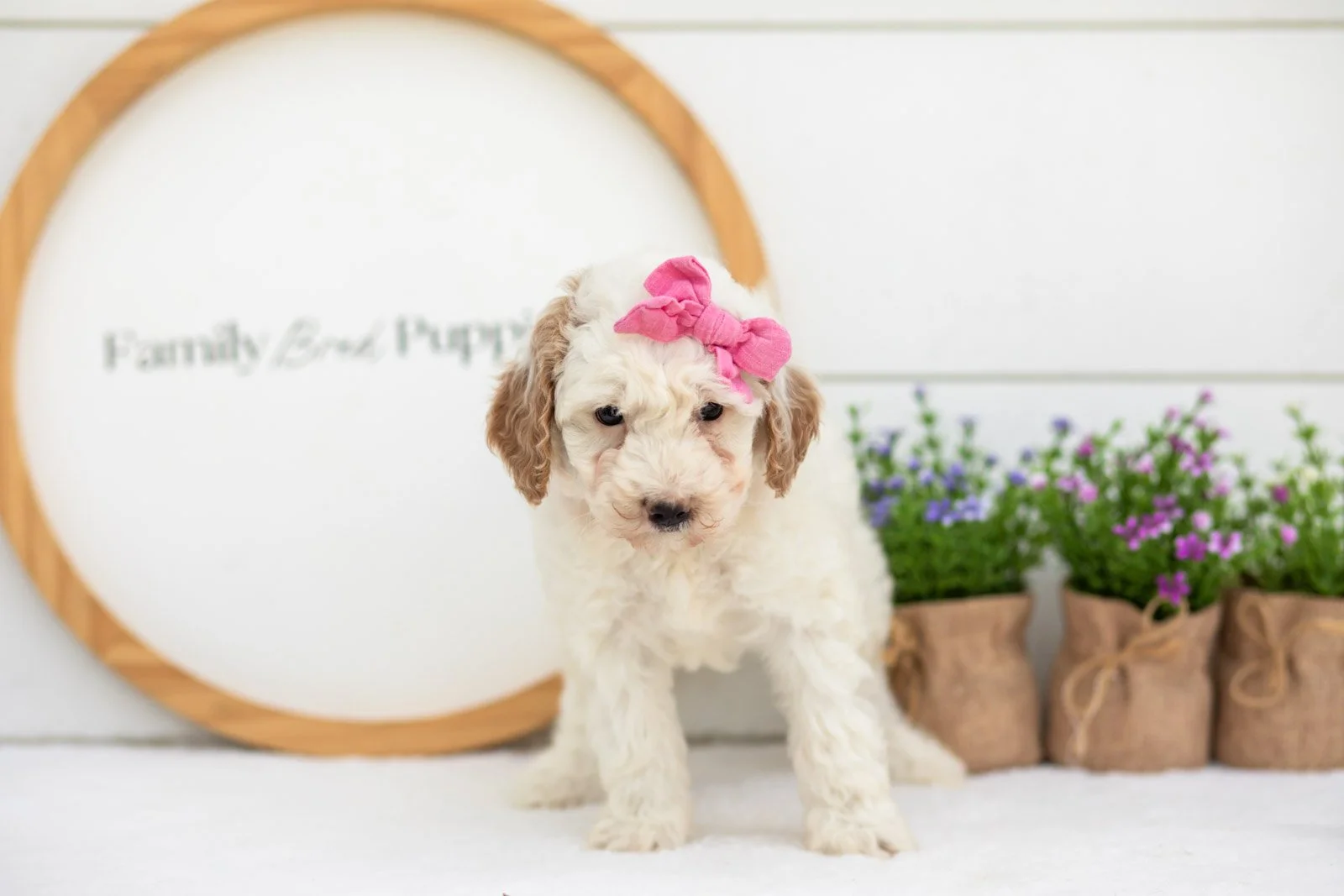 Marcia goldendoodle for sale(2).jpg