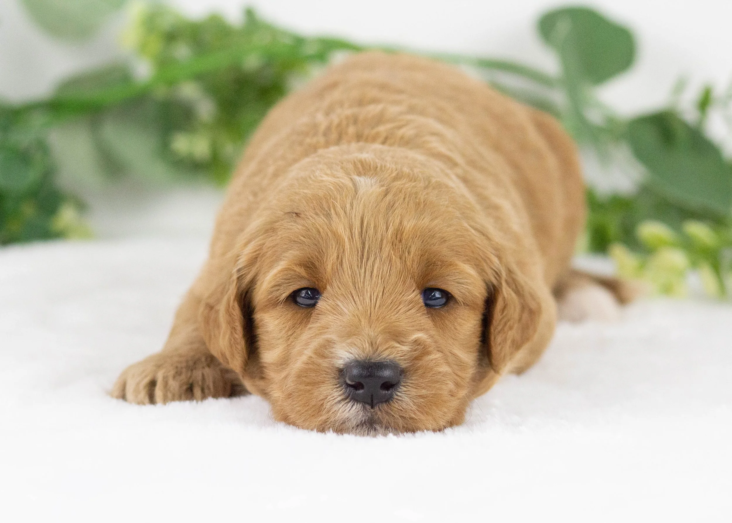 Sparrow goldendoodle for sale(2).jpg