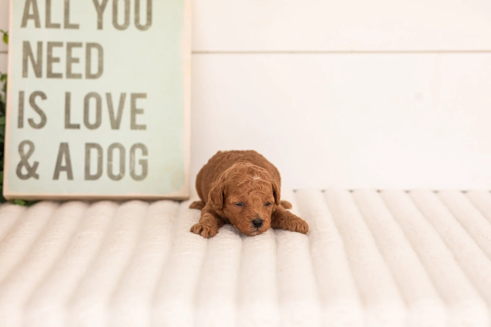 Flannel goldendoodle for sale(2).jpg