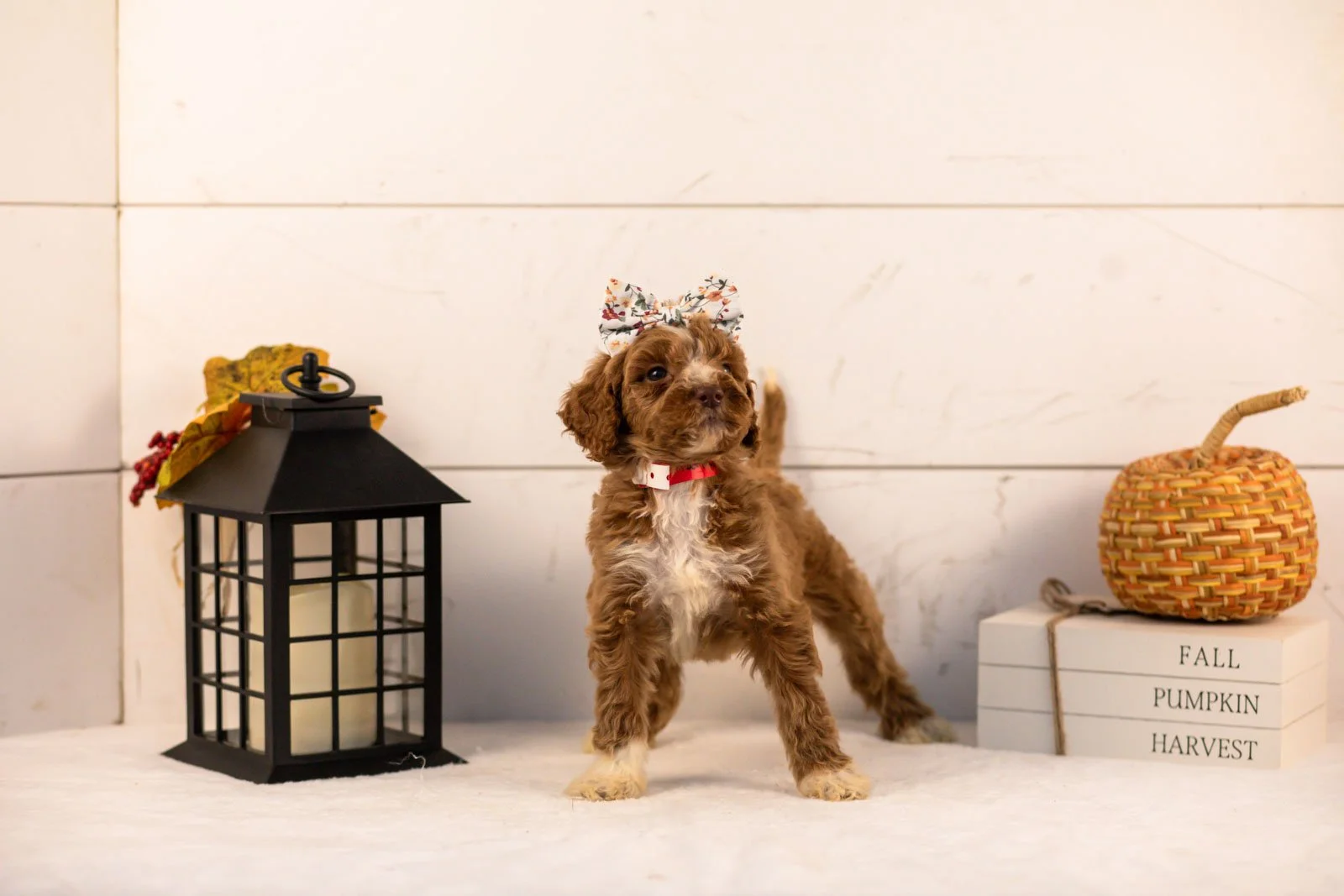 Tatra goldendoodle for sale 3.jpg