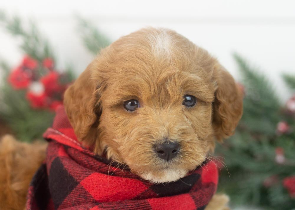 boone goldendoodle for sale(1).jpg
