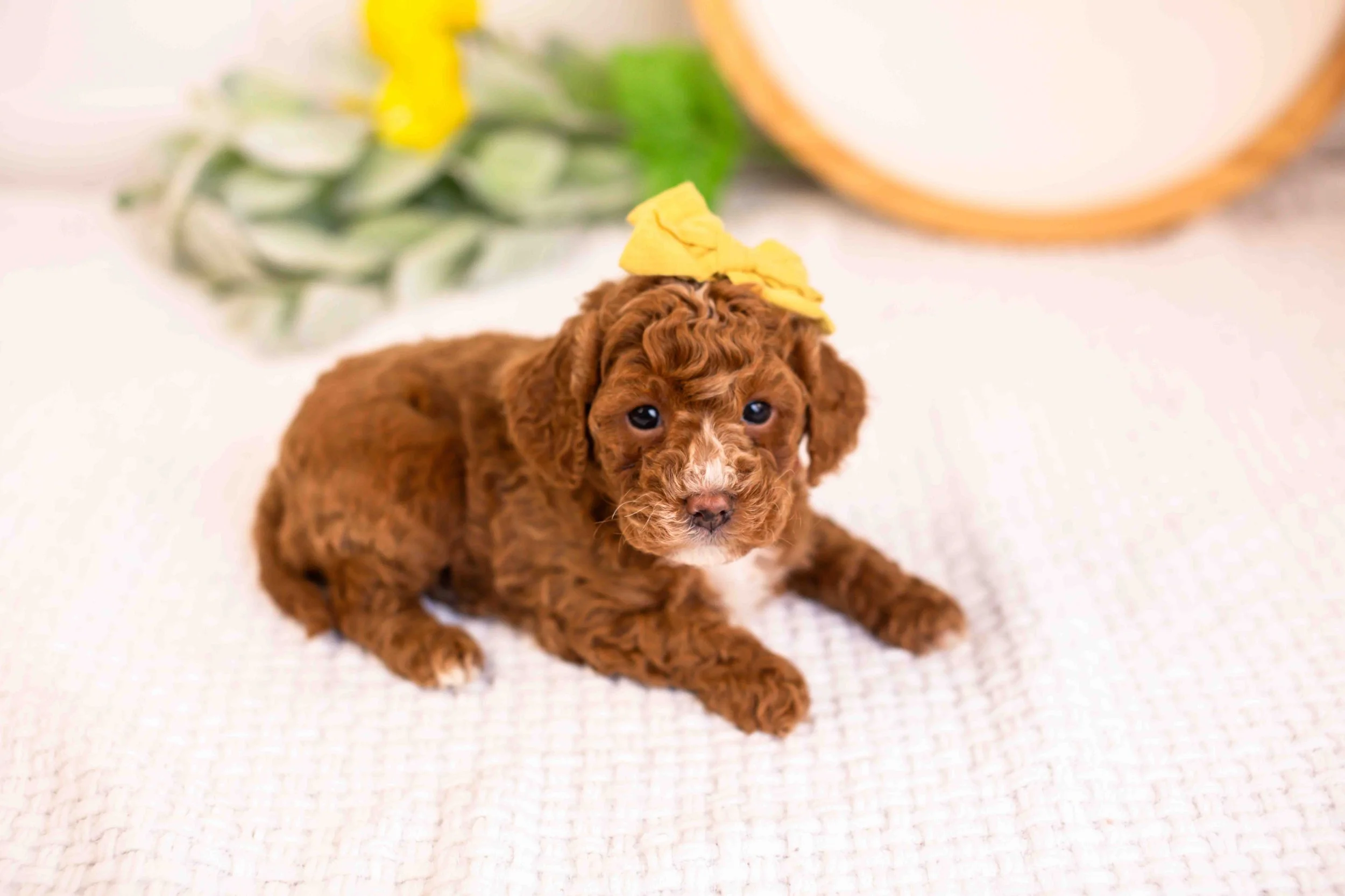 mia goldendoodle for sale(3).jpg