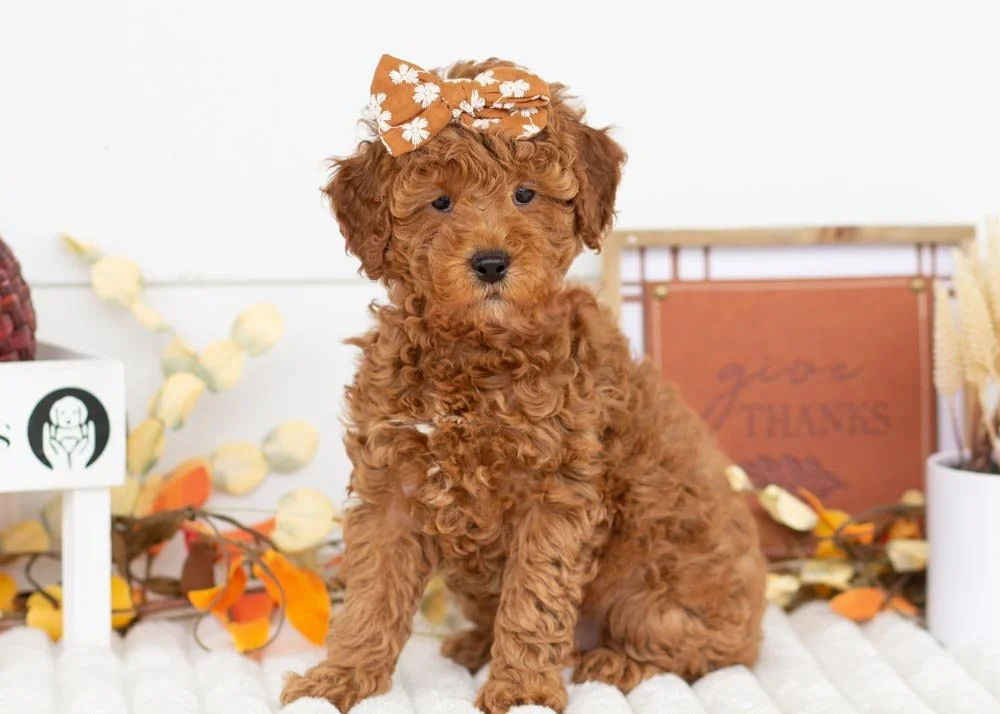 Marcus 9-29-25 Bell 4.70-3.jpg