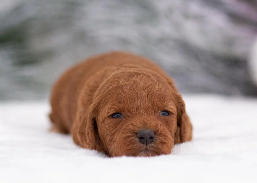 goldendoodles for sale