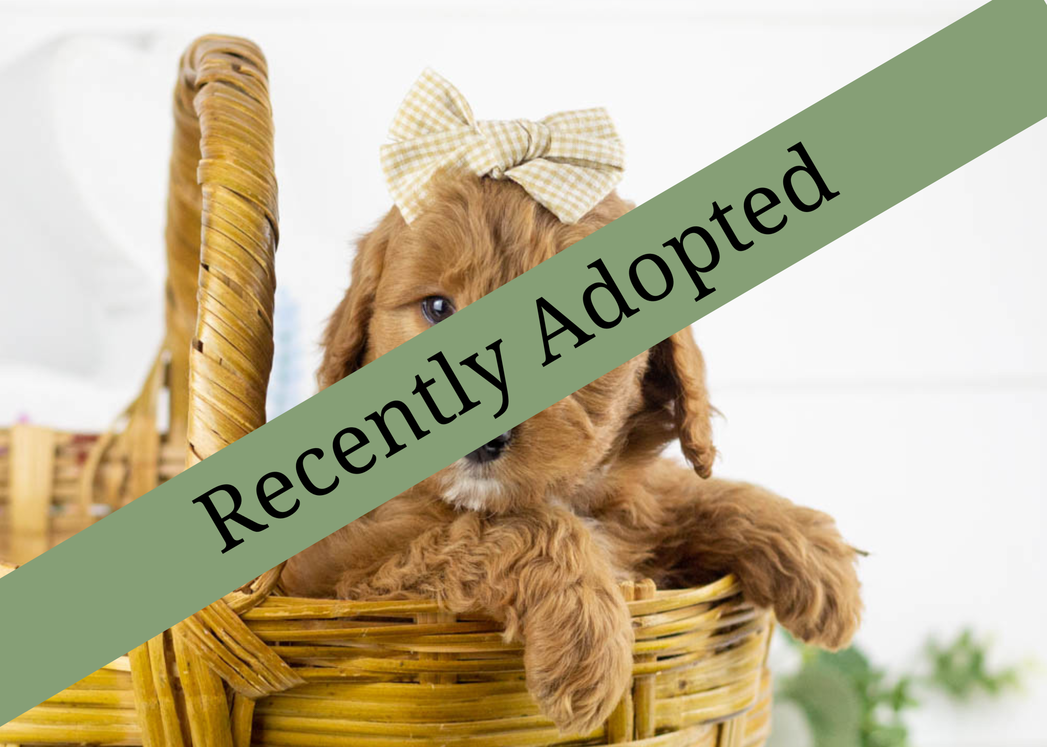 goldendoodle for sale