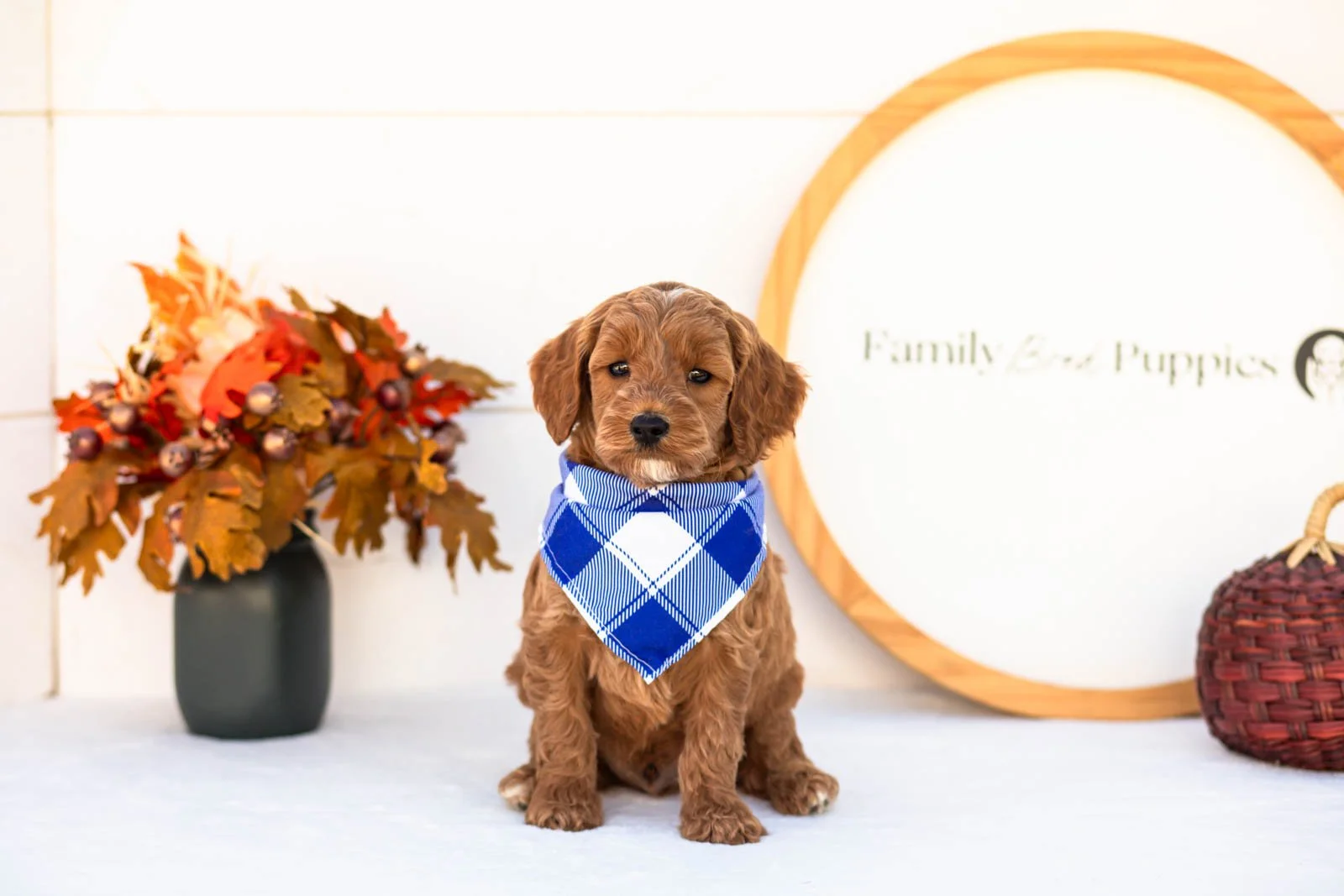Edward goldendoodle for sale 4.jpg