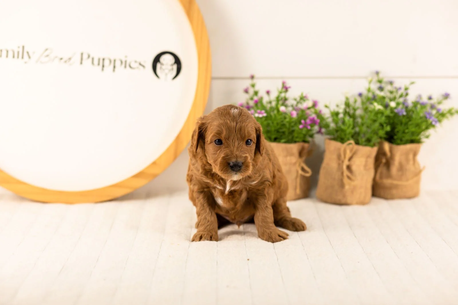 Mahomes goldendoodle for sale(2).jpg