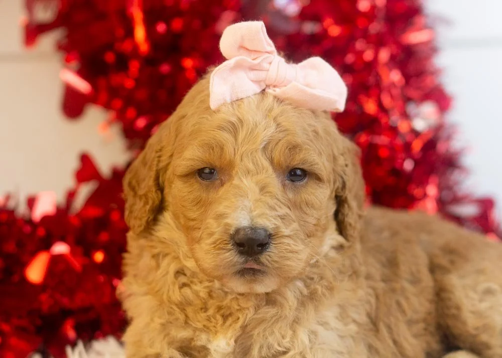 Lucille goldendoodle for sale(2).jpg