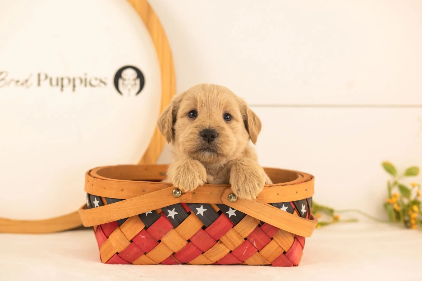 Nugget goldendoodle for sale(3).jpg