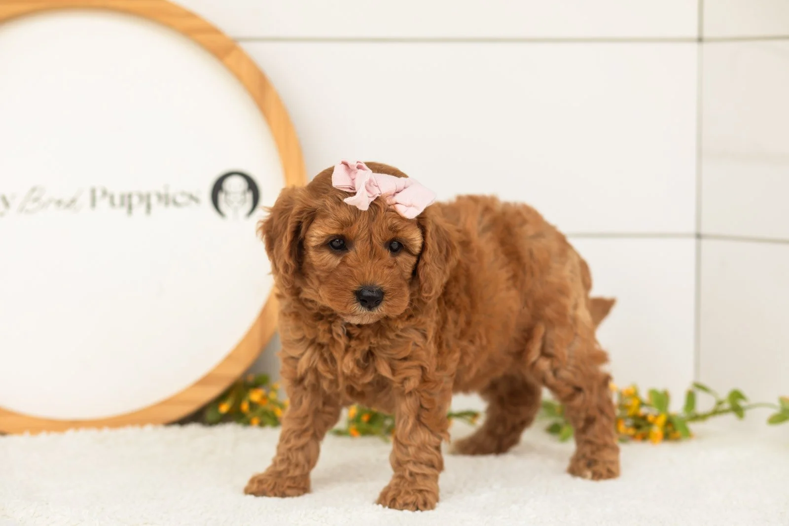 Starlet goldendoodle for sale(1).jpg
