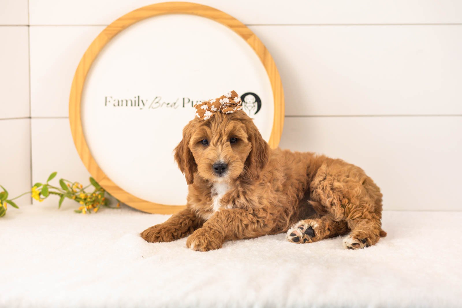 Stormy Goldendoodle for sale(2).jpg