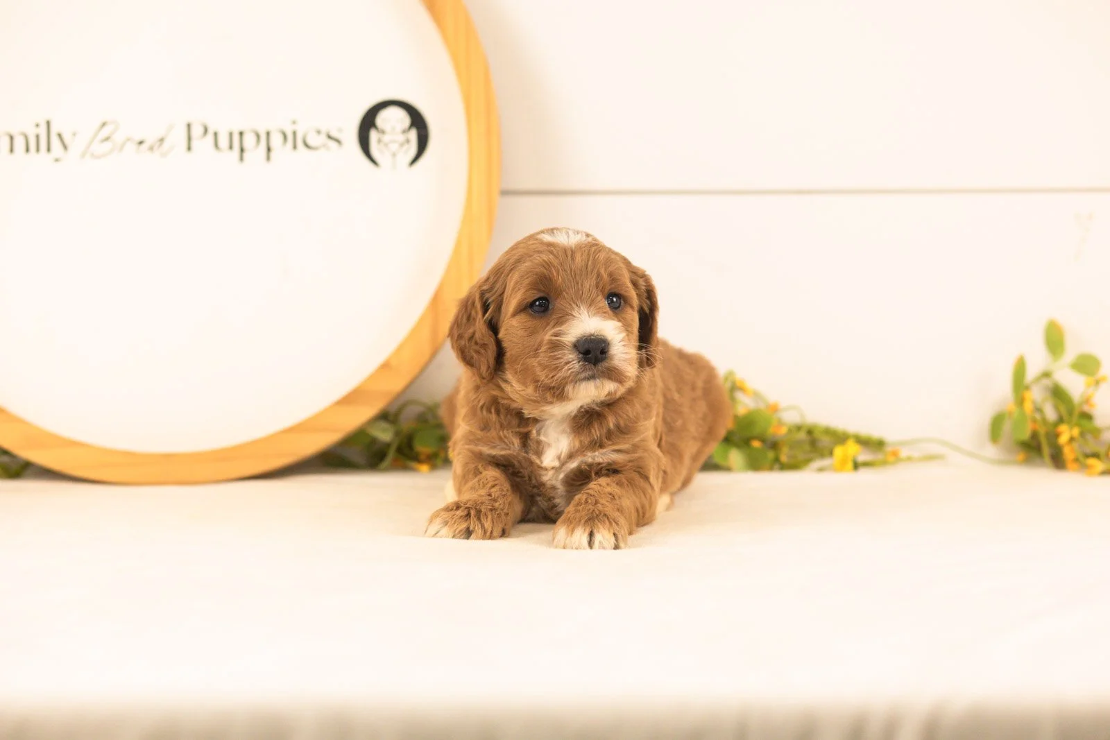 Opal goldendoodle for sale(2).jpg