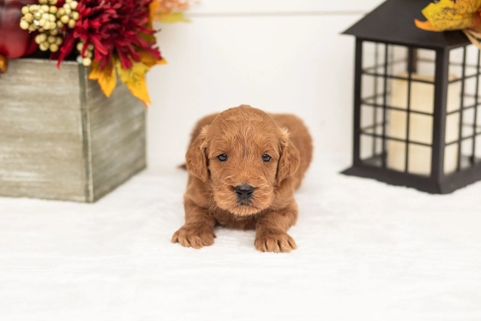 Tin Man goldendoodle for sale 3.jpg