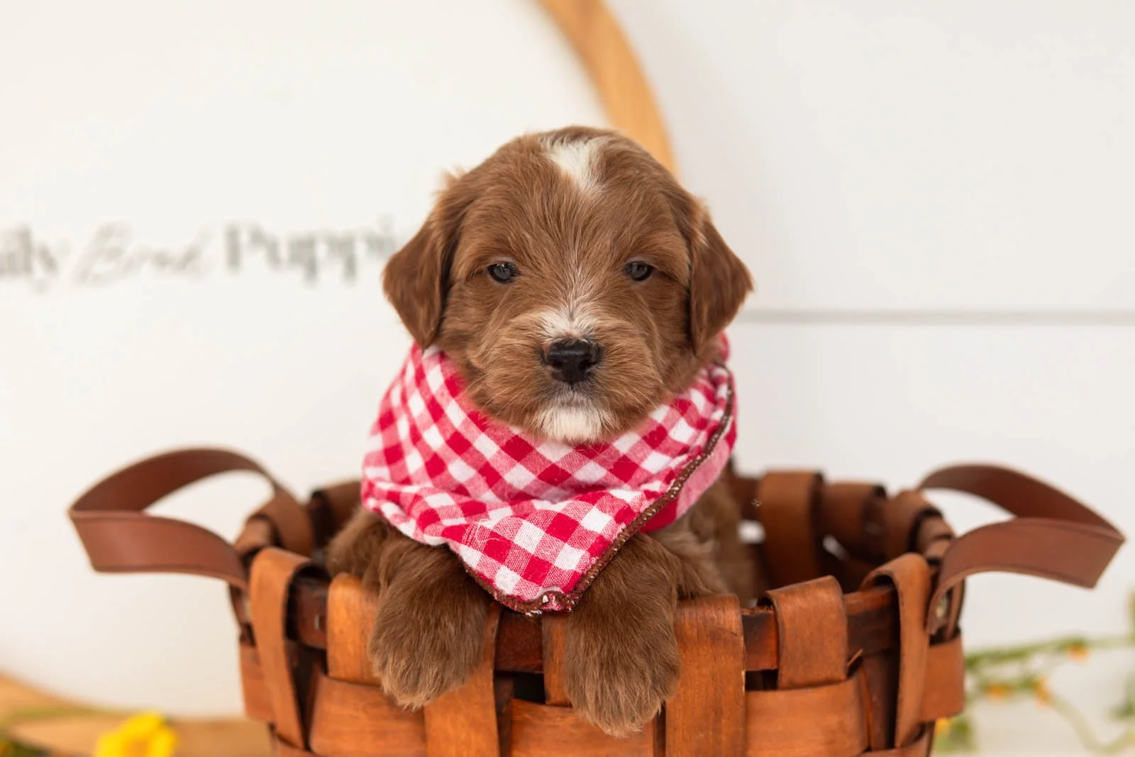 Jolt goldendoodle for sale(2).jpg