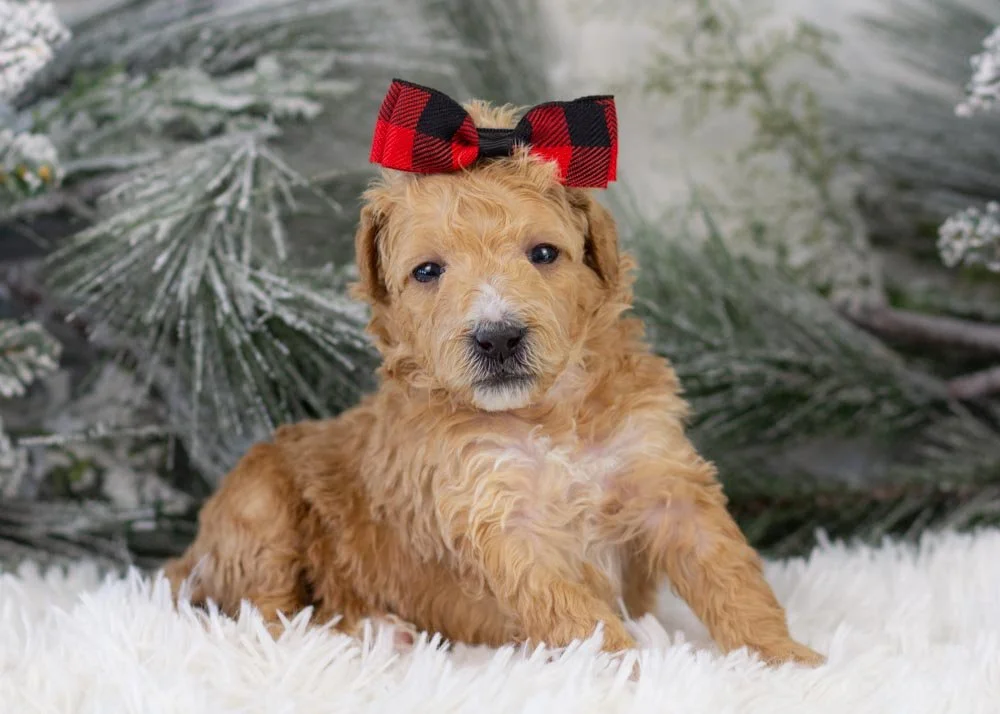 goldendoodle for sale
