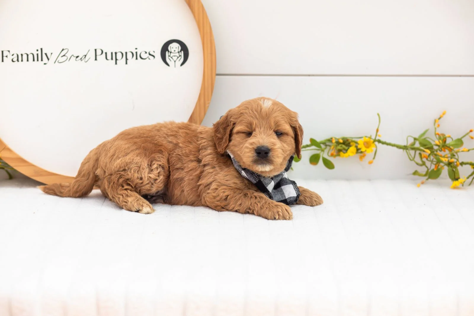 Barley goldendoodle for sale.jpg
