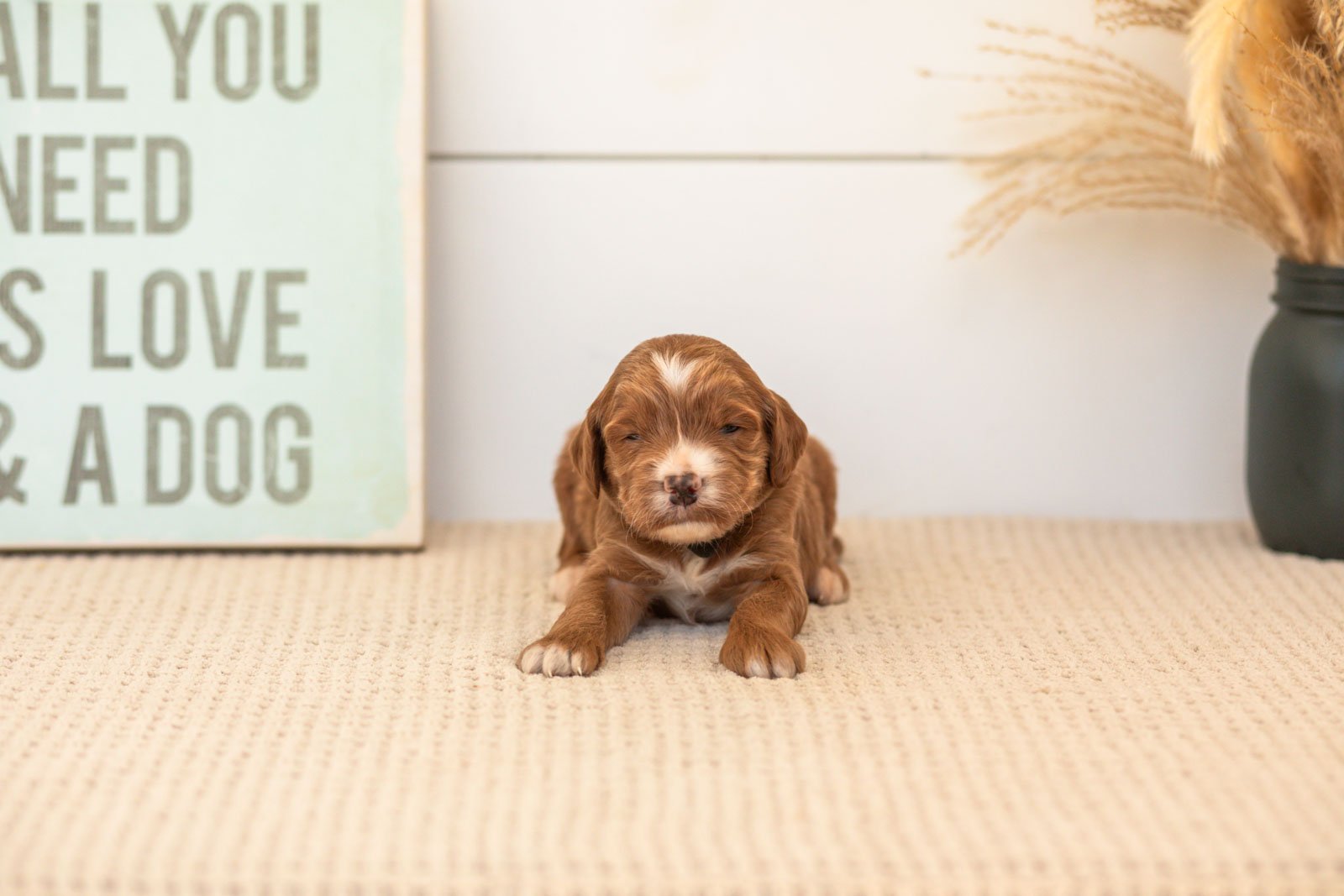 Bentley goldendoodle for sale(4).jpg