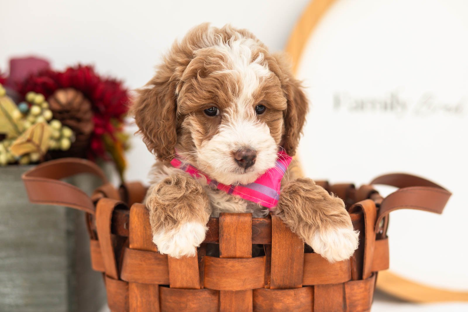Cardinal goldendoodle for sale(4).jpg