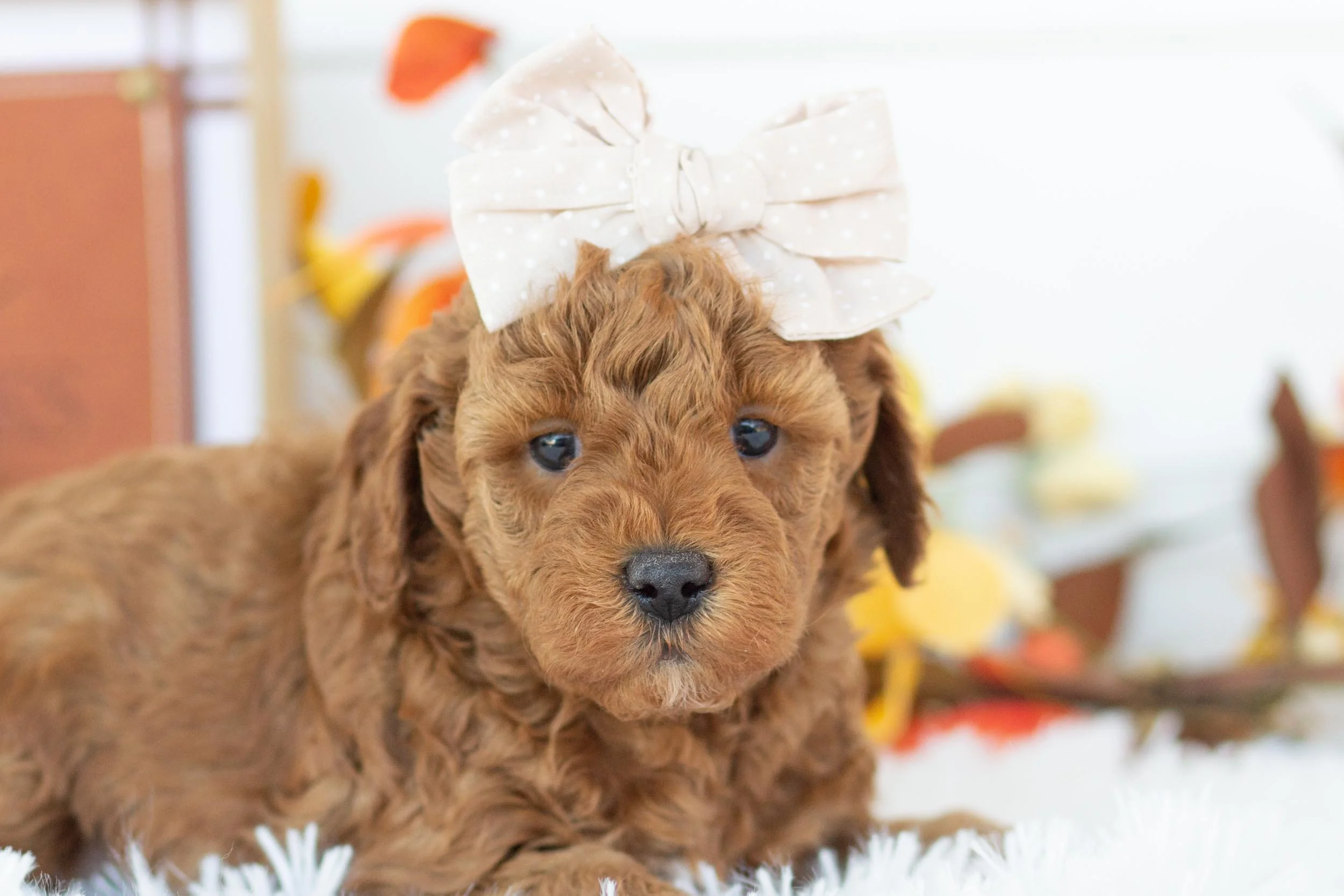 bell goldendoodle for sale.jpg