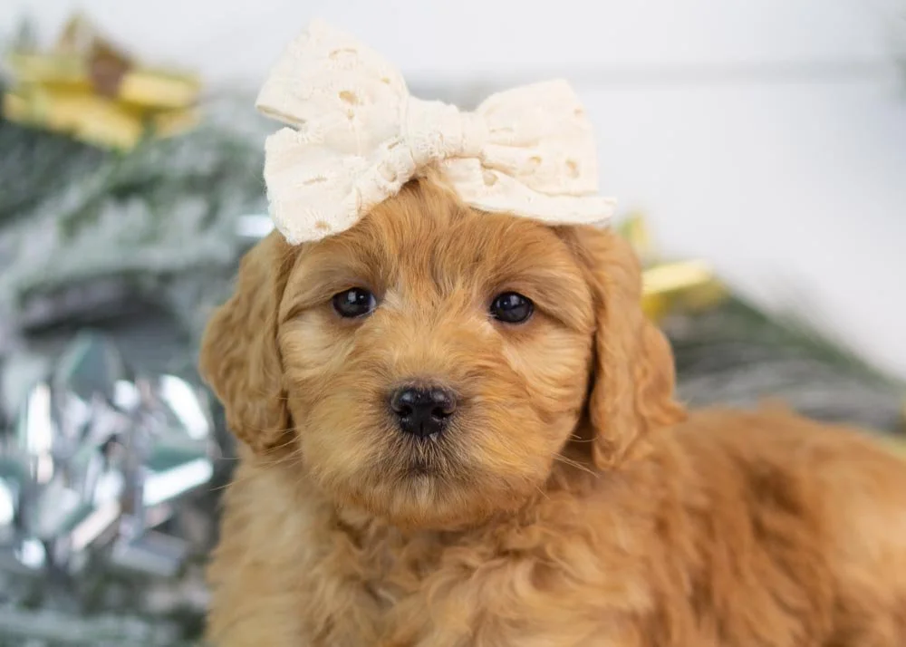 Lynx goldendoodle for sale(3).jpg