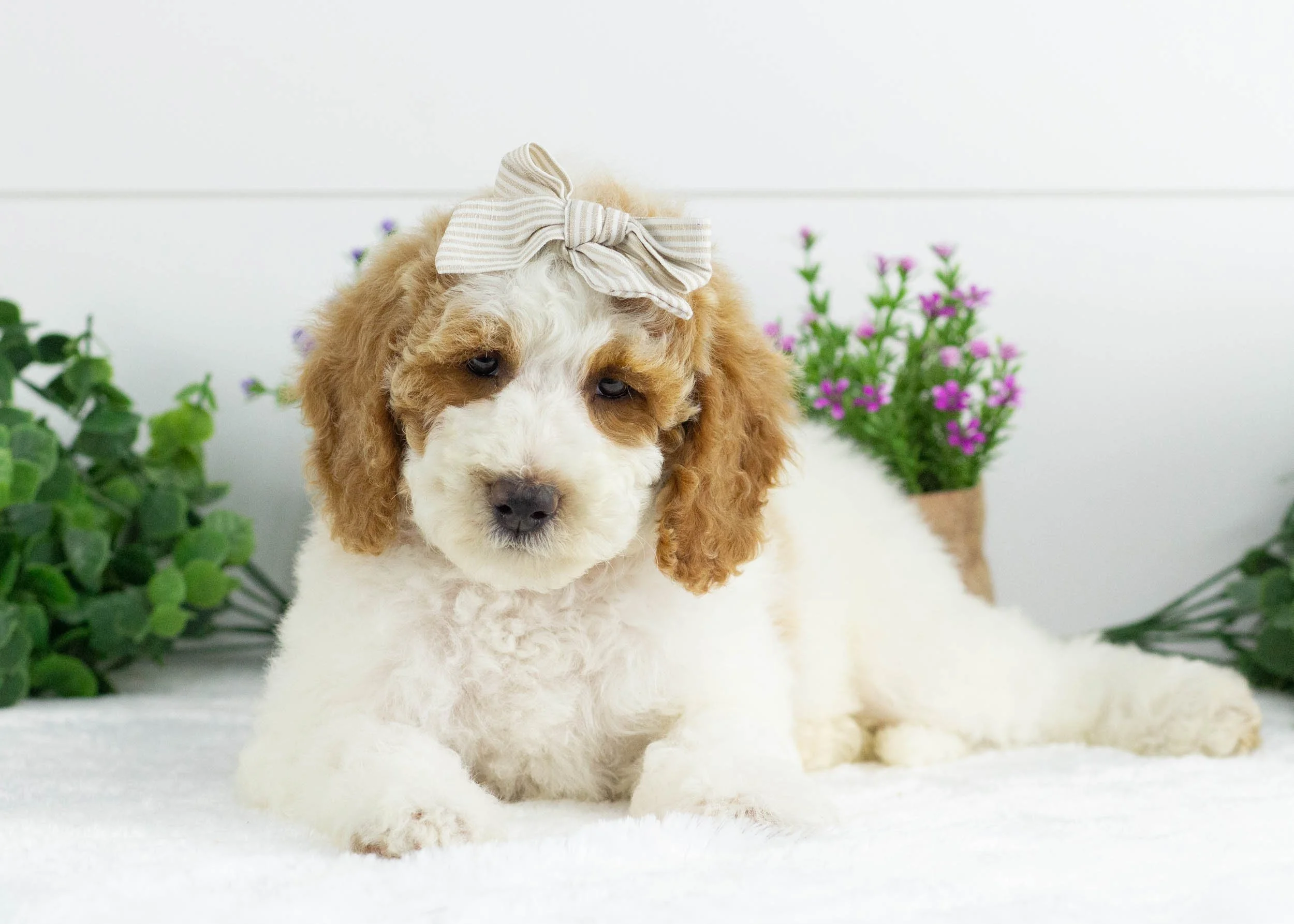 Sunkist Goldendoodle For Sale(1).jpg