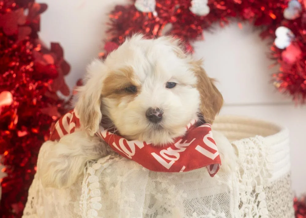 Buddy goldendoodle for sale(1).jpg