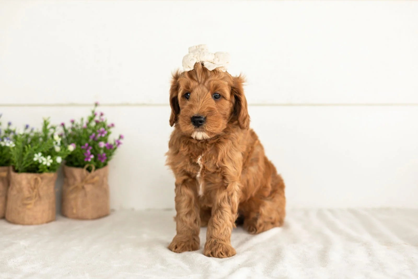 Angel goldendoodle for sale(1).jpg
