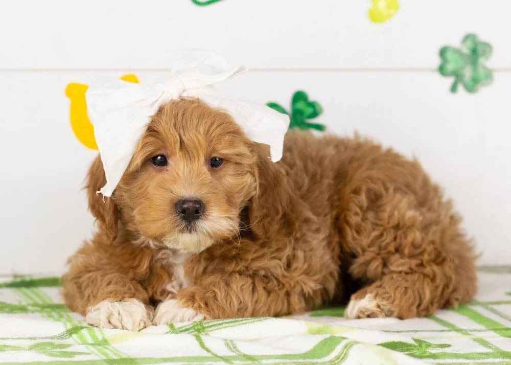 Vienna goldendoodle for sale(1).jpg