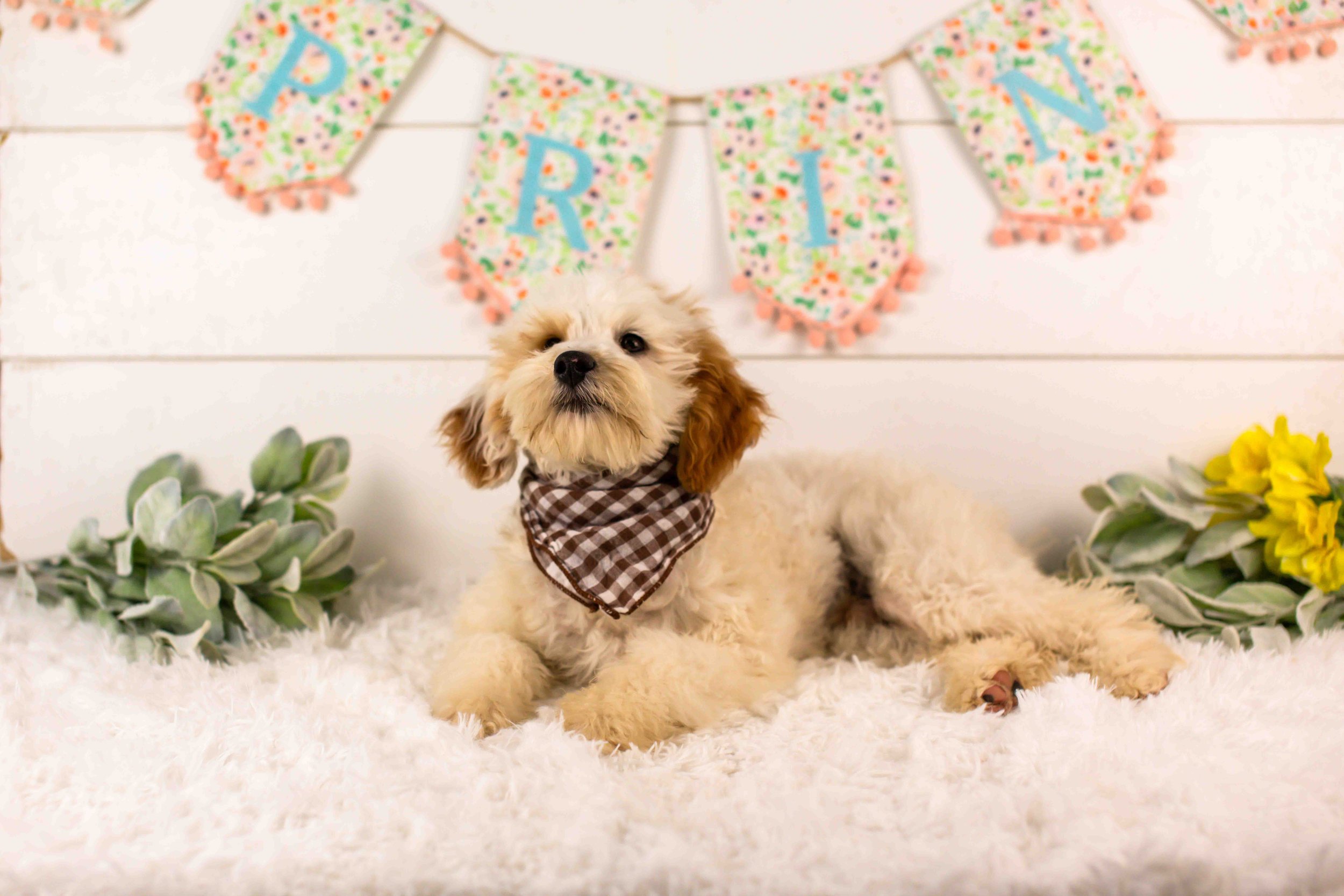 Buddy goldendoodle for sale(2).jpg