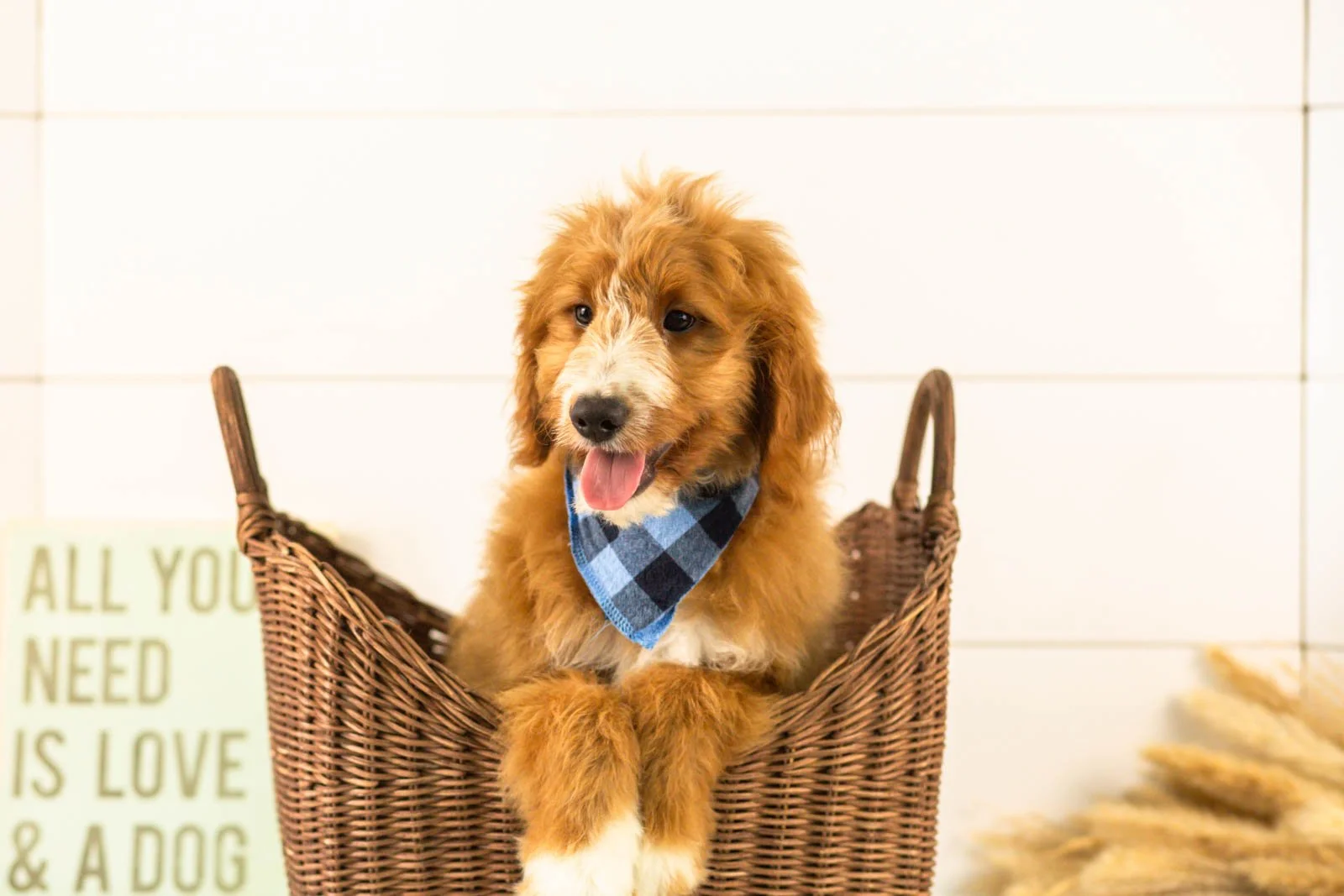 Gruyere goldendoodle for sale.jpg