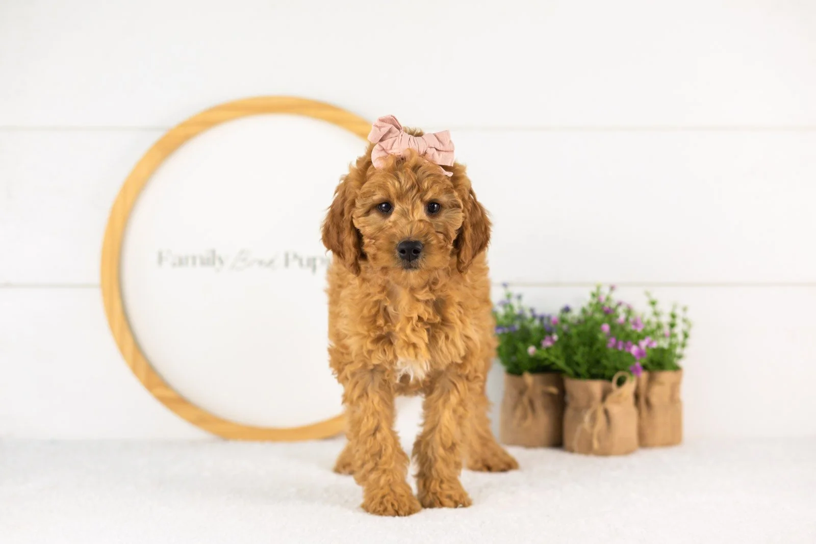 Savannah goldendoodle for sale(2).jpg