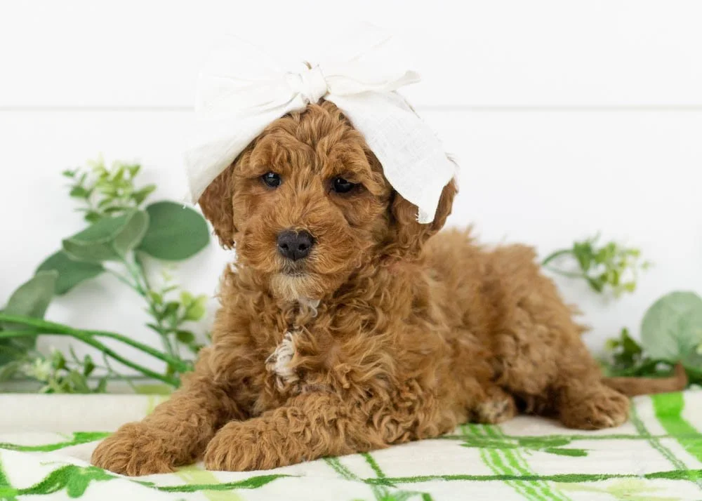 Josiah 1-1-26 Icicle 5. 11 oz-3.jpg