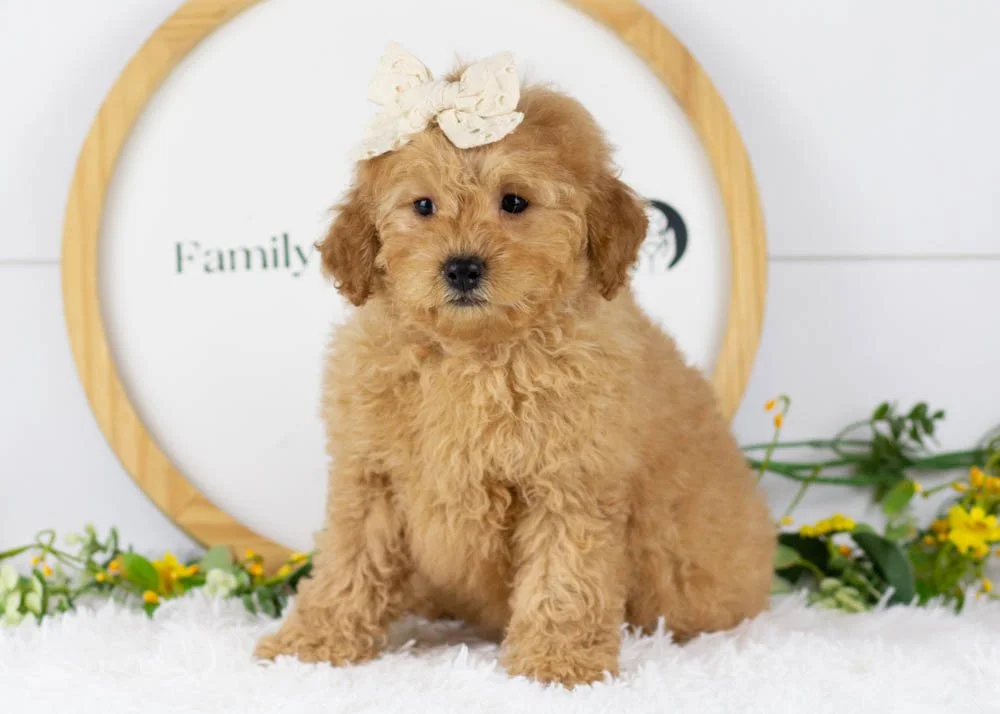 Whitney goldendoodle for sale(3).jpg