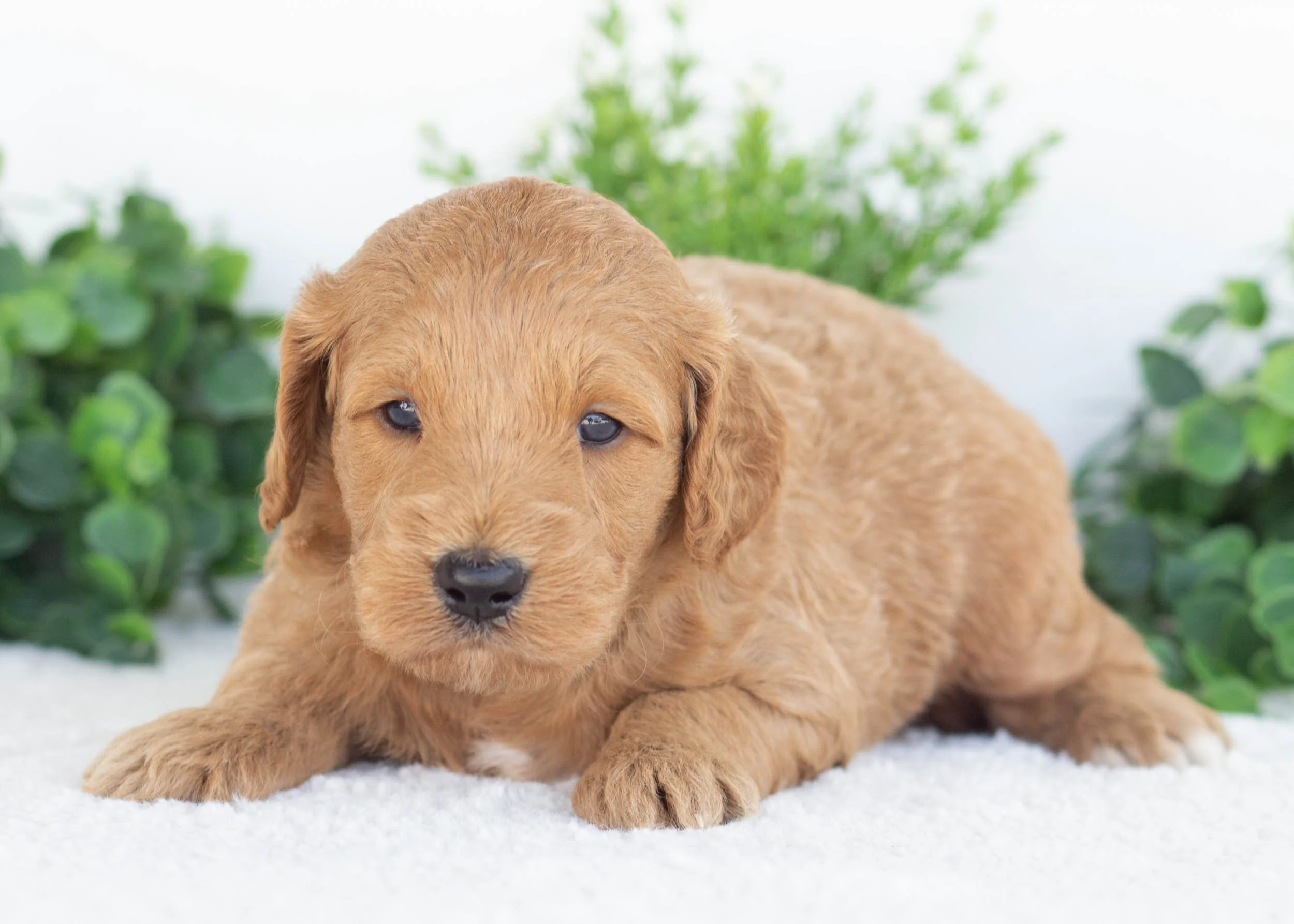 Kona Goldendoodle For sale(1).jpg