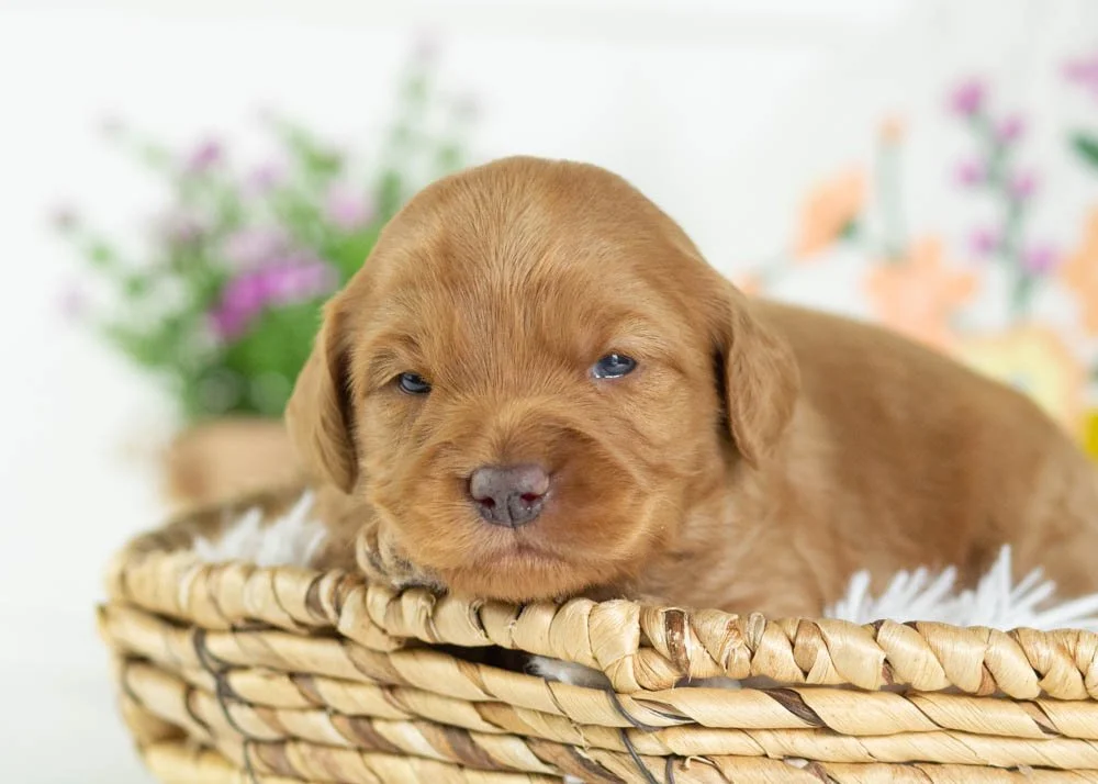 donut goldendoodle for sale(1).jpg