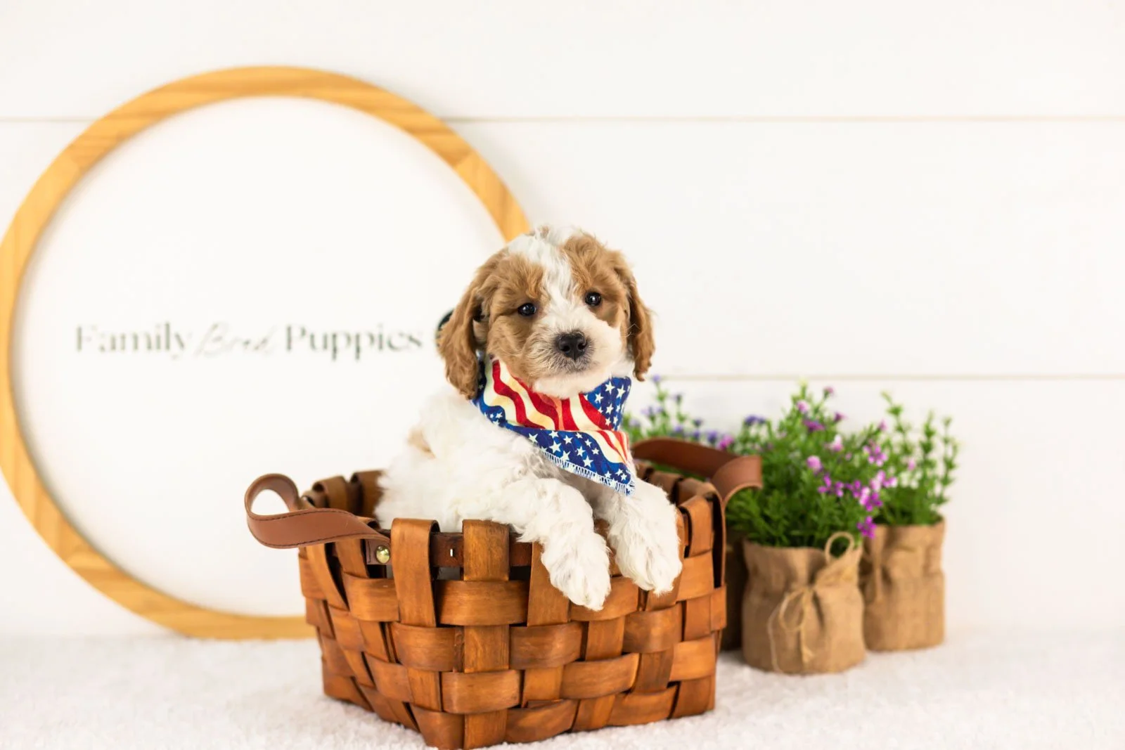 Lark goldendoodle for sale(4).jpg