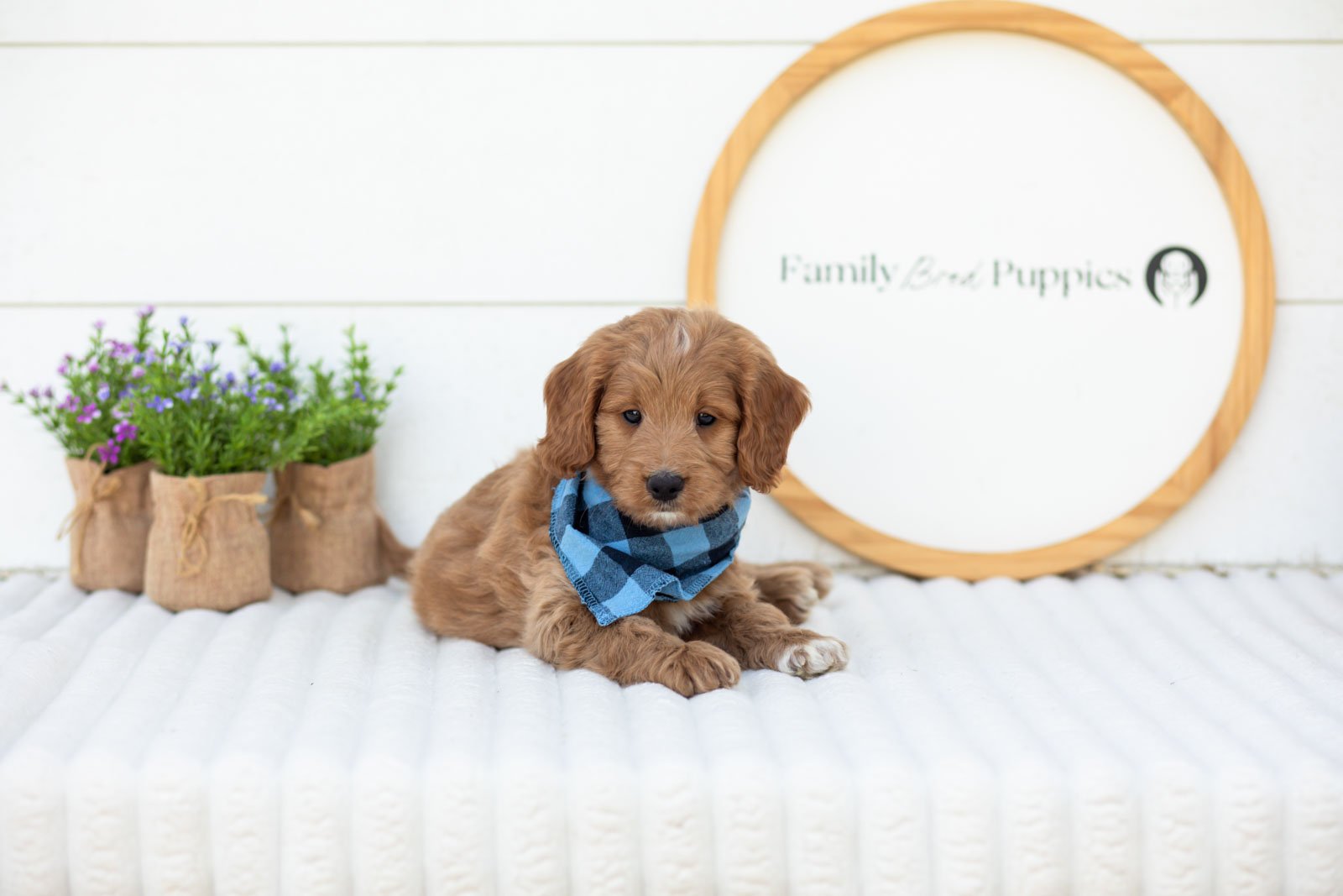 Munster goldendoodle for sale(2).jpg