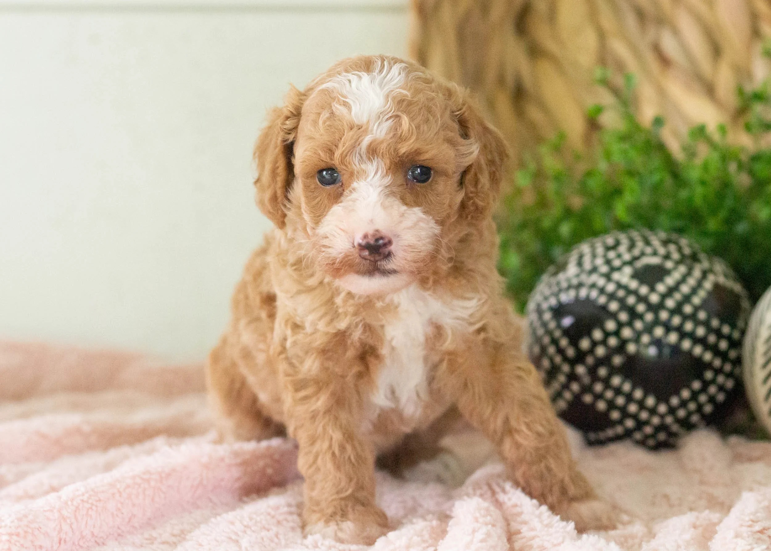 Tina Goldendoodle For Sale(3).jpg