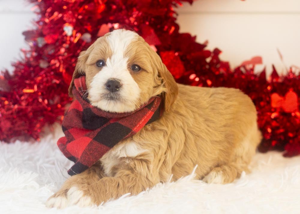 Clark goldendoodle for sale.jpg