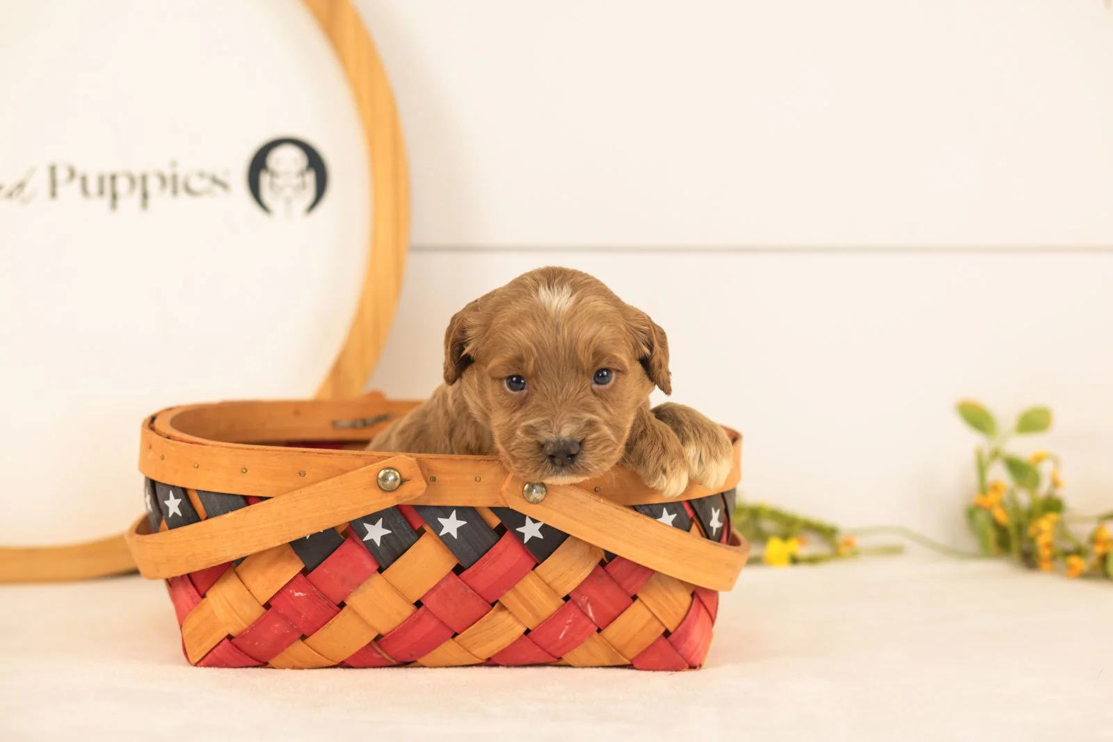 Ember goldendoodle for sale(4).jpg