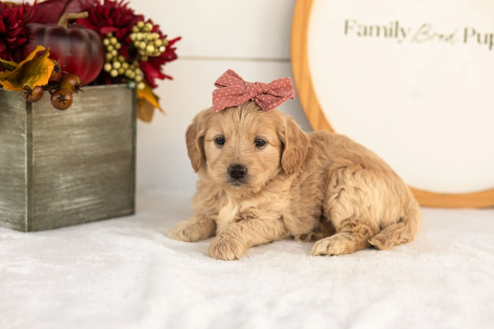 Violet goldendoodle for sale(1).jpg